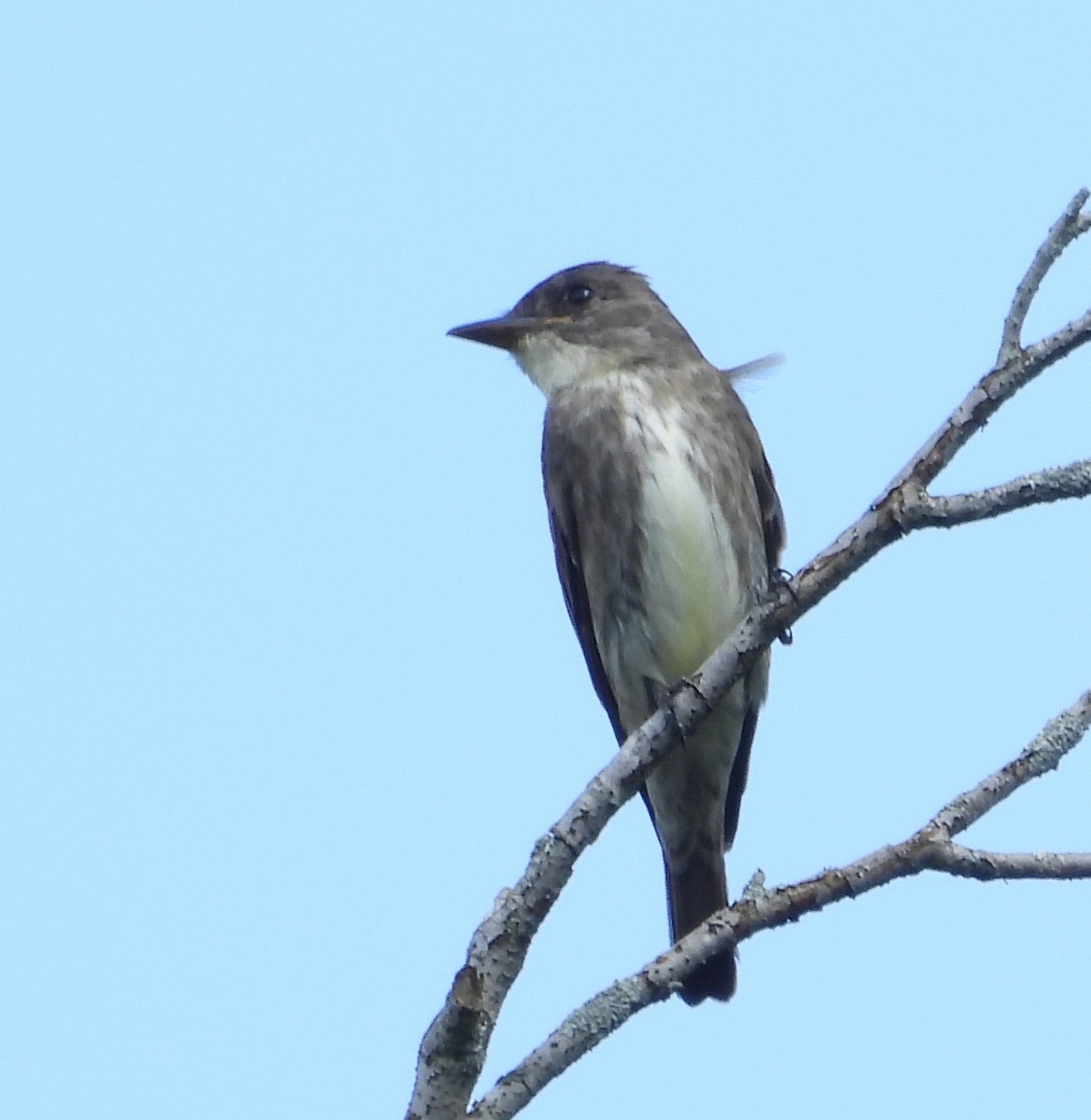 Olive-sided Flycatcher - ML604717461