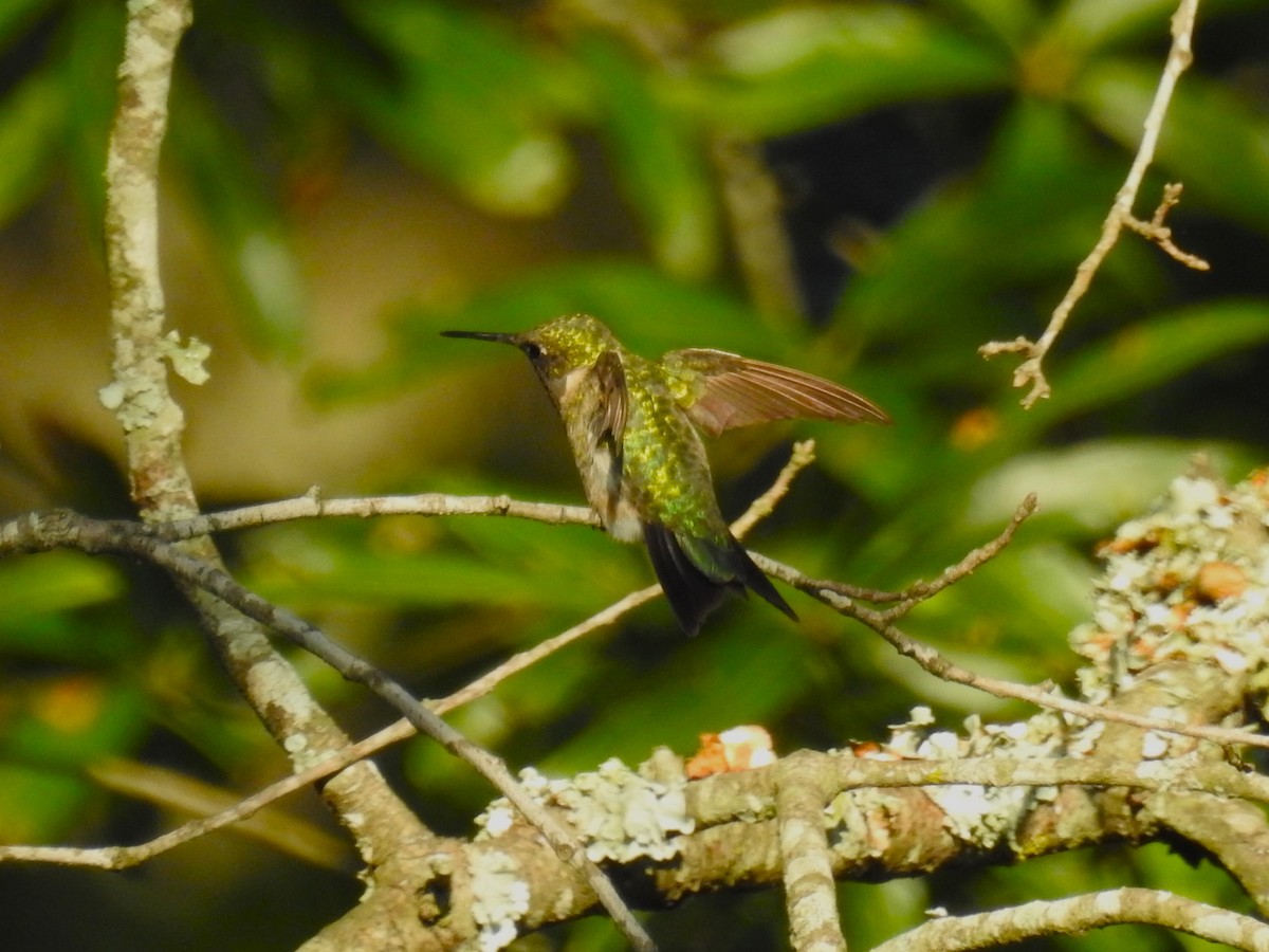 Ruby-throated Hummingbird - ML604718481