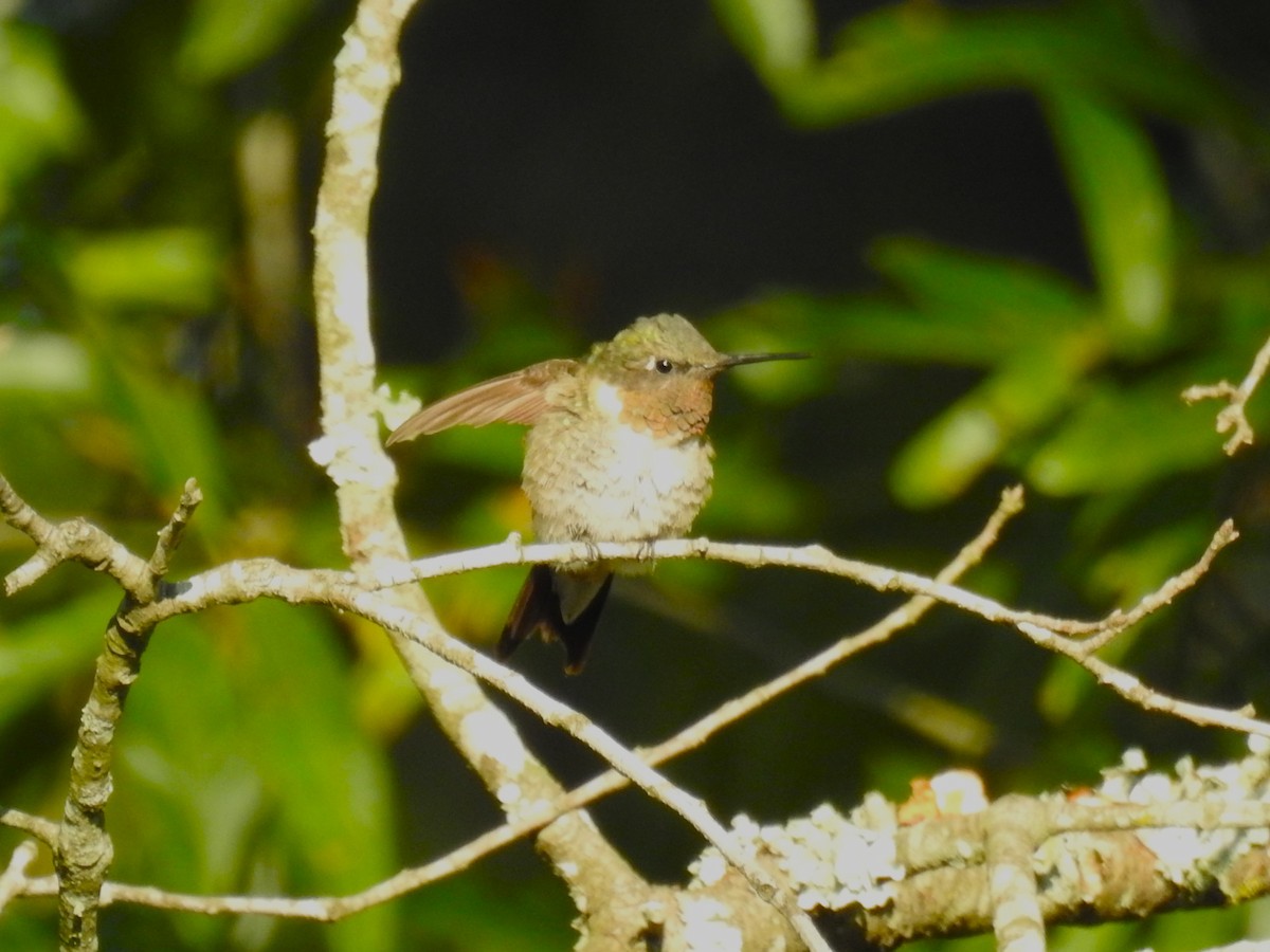 Ruby-throated Hummingbird - ML604718491