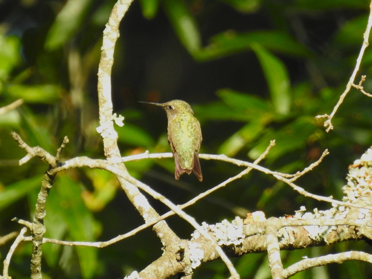Ruby-throated Hummingbird - ML604718501