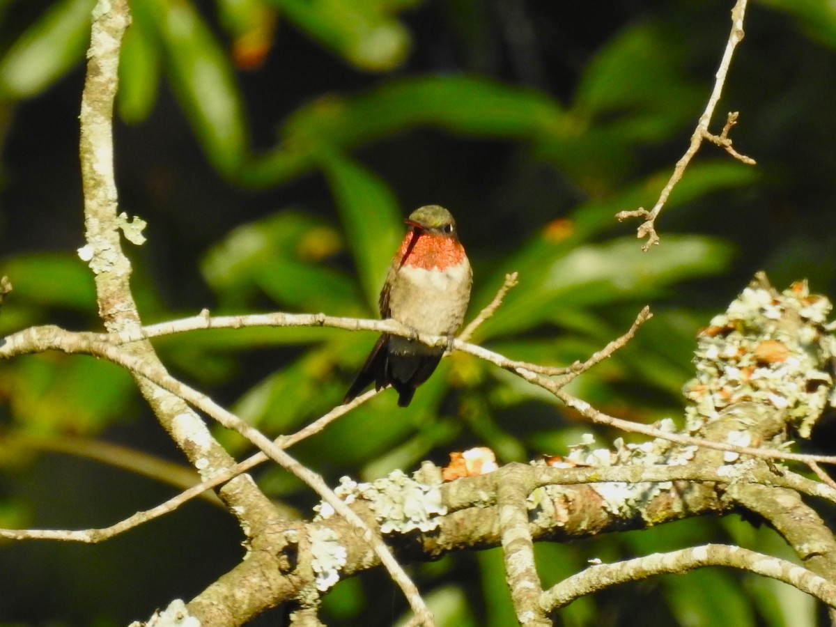 Ruby-throated Hummingbird - ML604718511