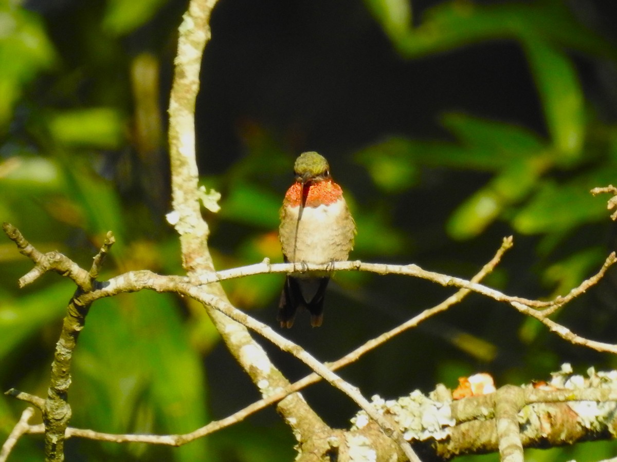 Рубиновогорлый колибри - ML604718521