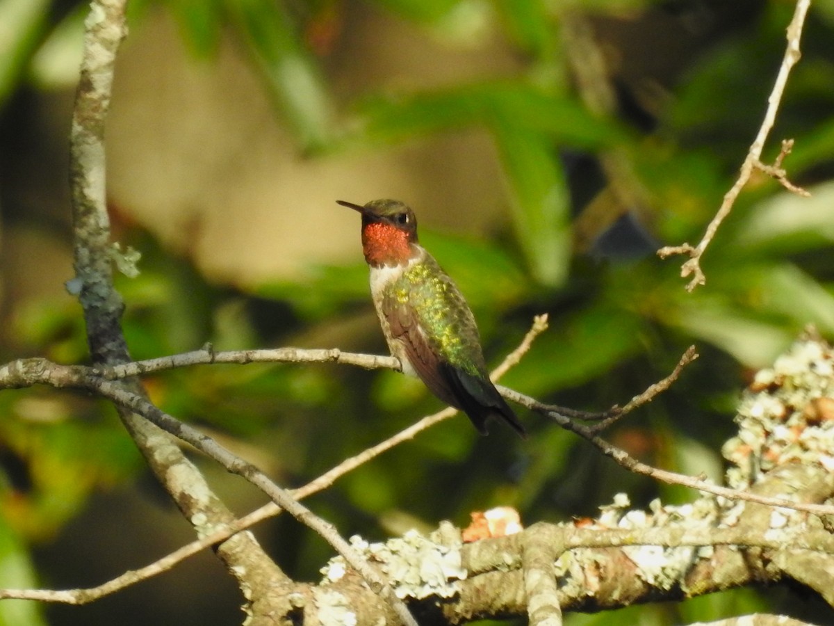 Ruby-throated Hummingbird - ML604718531