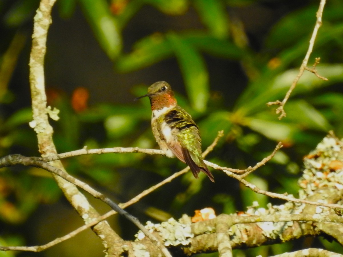 Ruby-throated Hummingbird - ML604718541