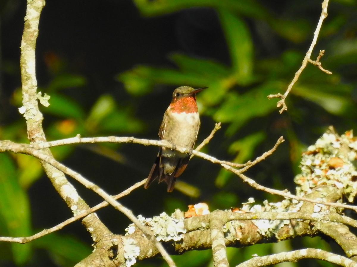 Ruby-throated Hummingbird - ML604718551