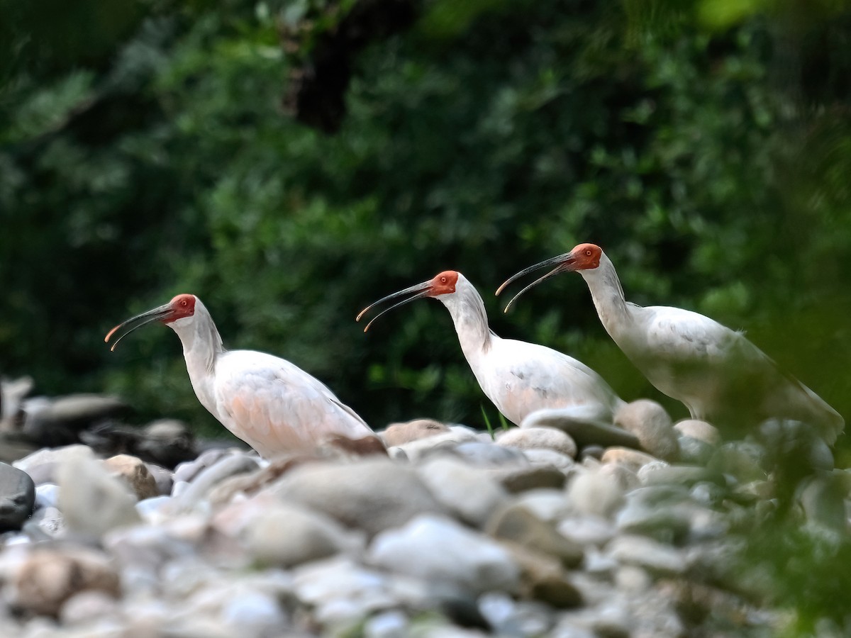 ibis čínský - ML604720181