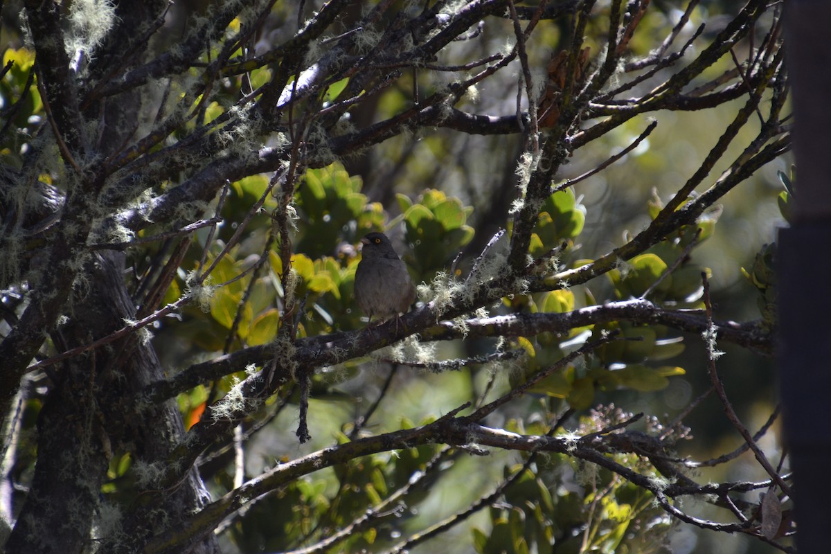 Junco des volcans - ML604720671