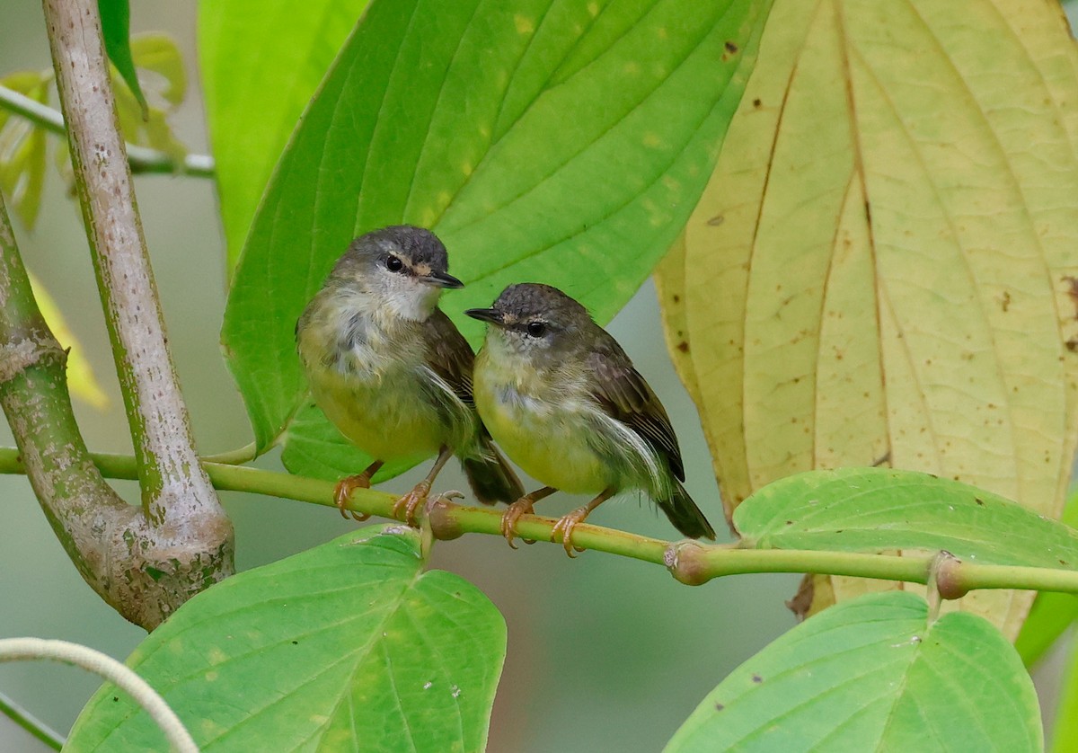 Mindanao Telliötleğeni - ML604721531