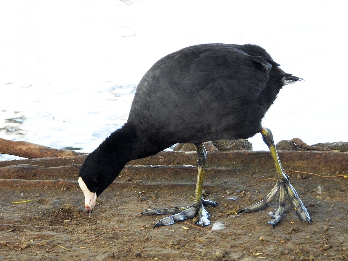 American Coot (White-shielded) - ML604721961