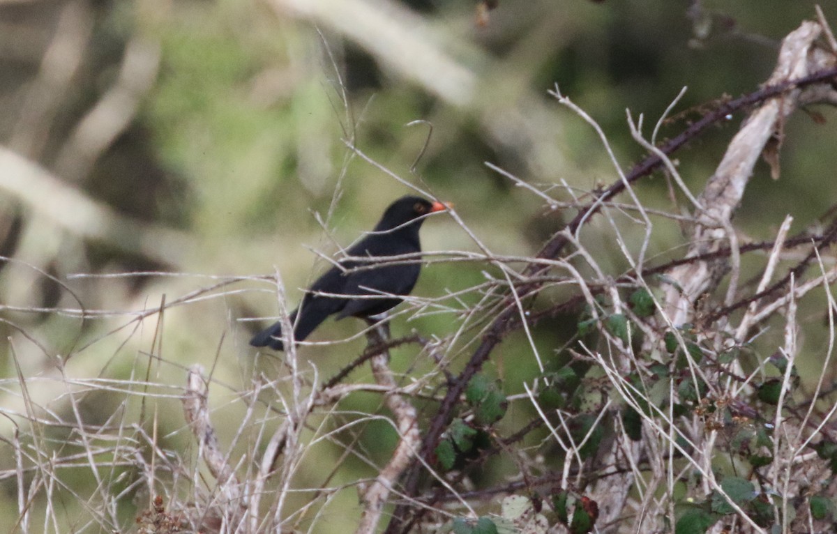 Eurasian Blackbird - ML604722401