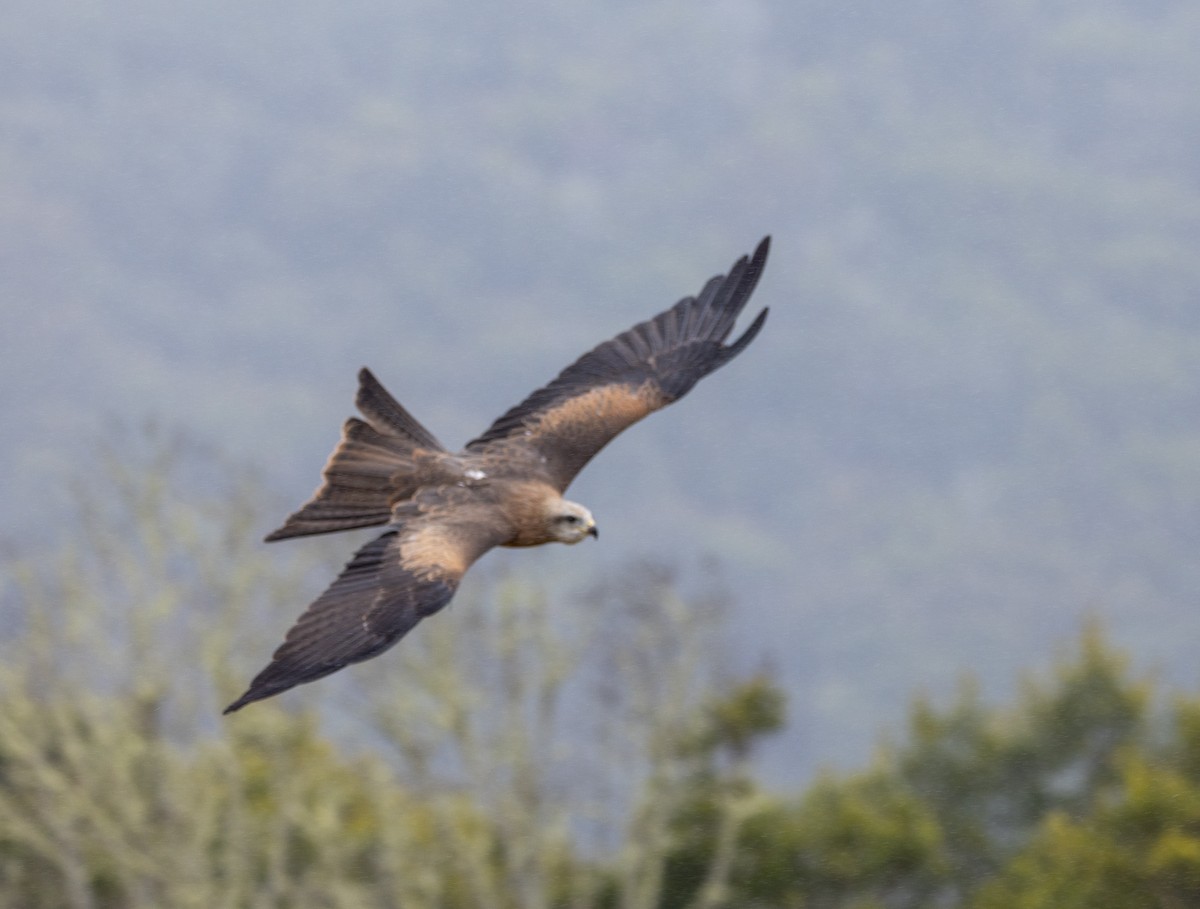 Brown Falcon - Allan Spradling