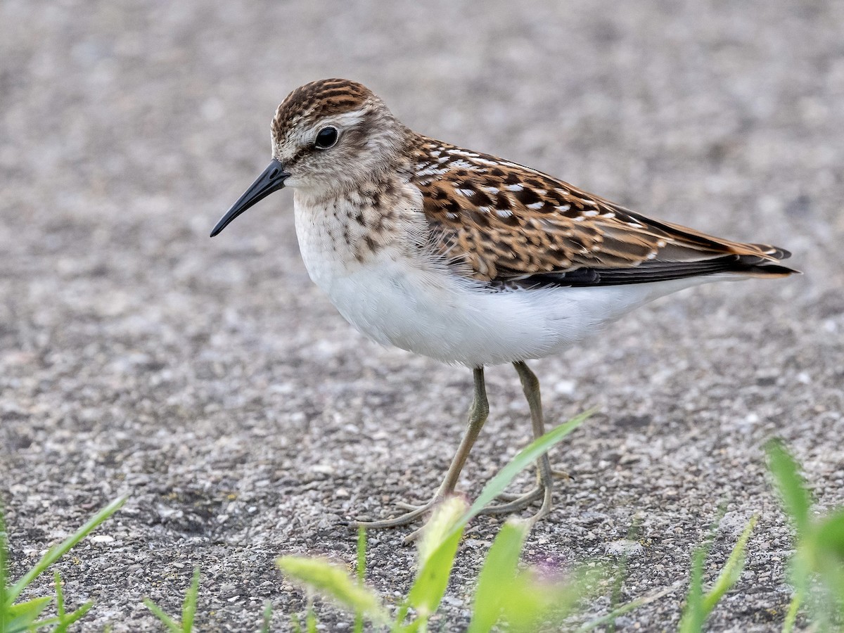 Least Sandpiper - Bill Massaro