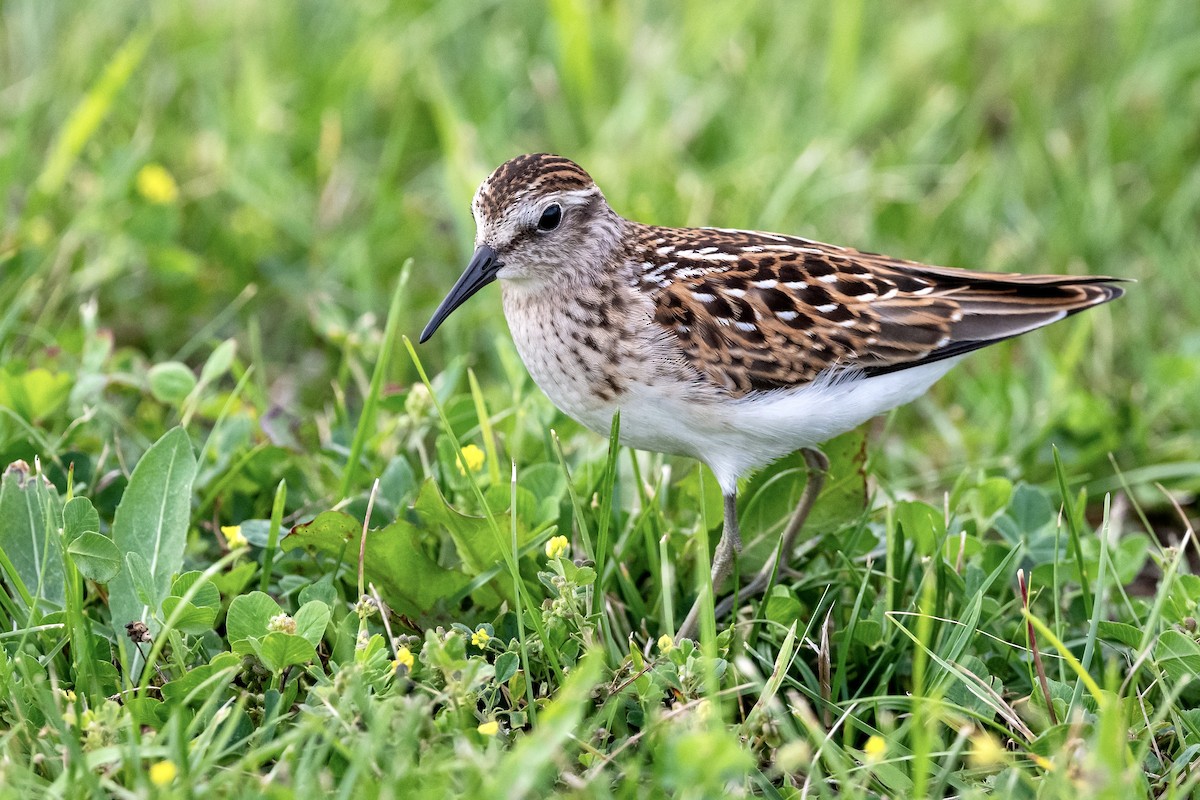 Least Sandpiper - Bill Massaro