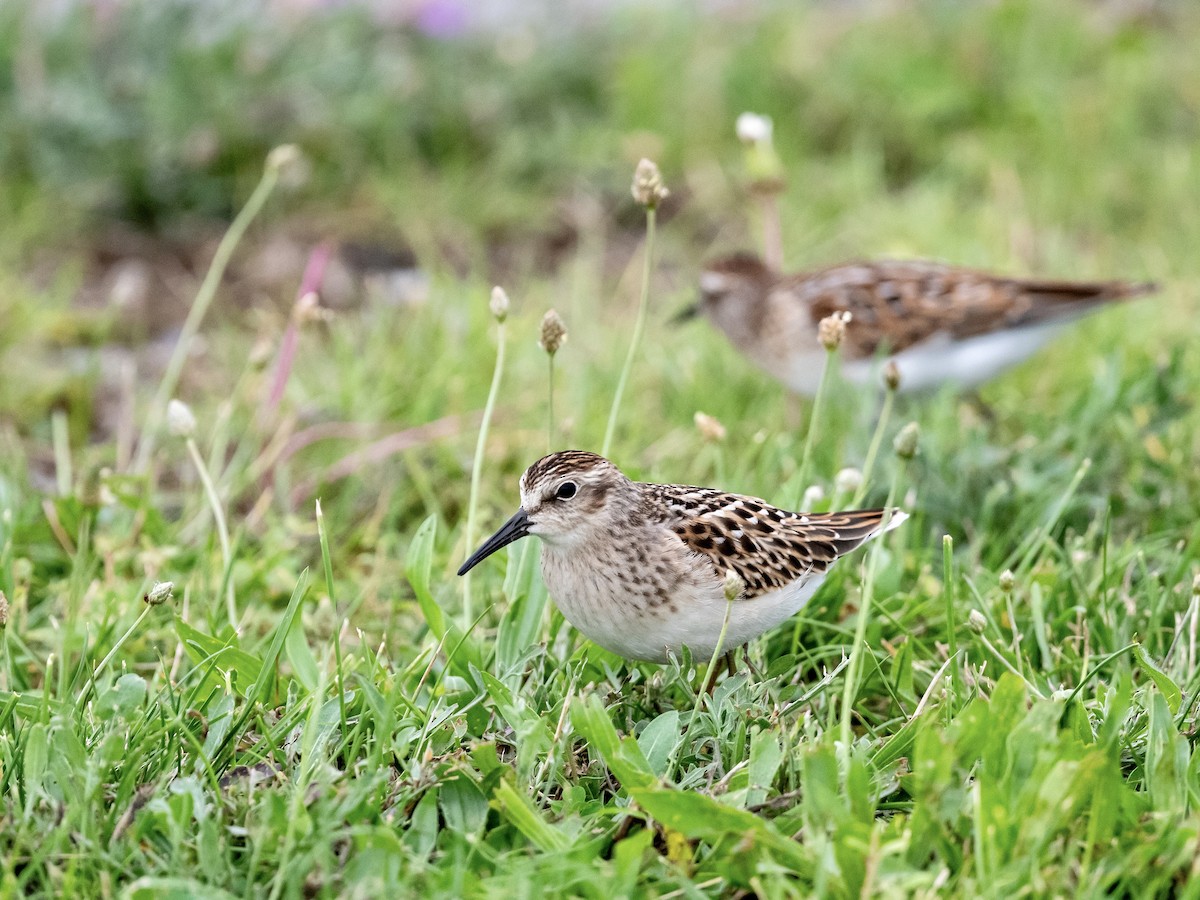 Least Sandpiper - Bill Massaro