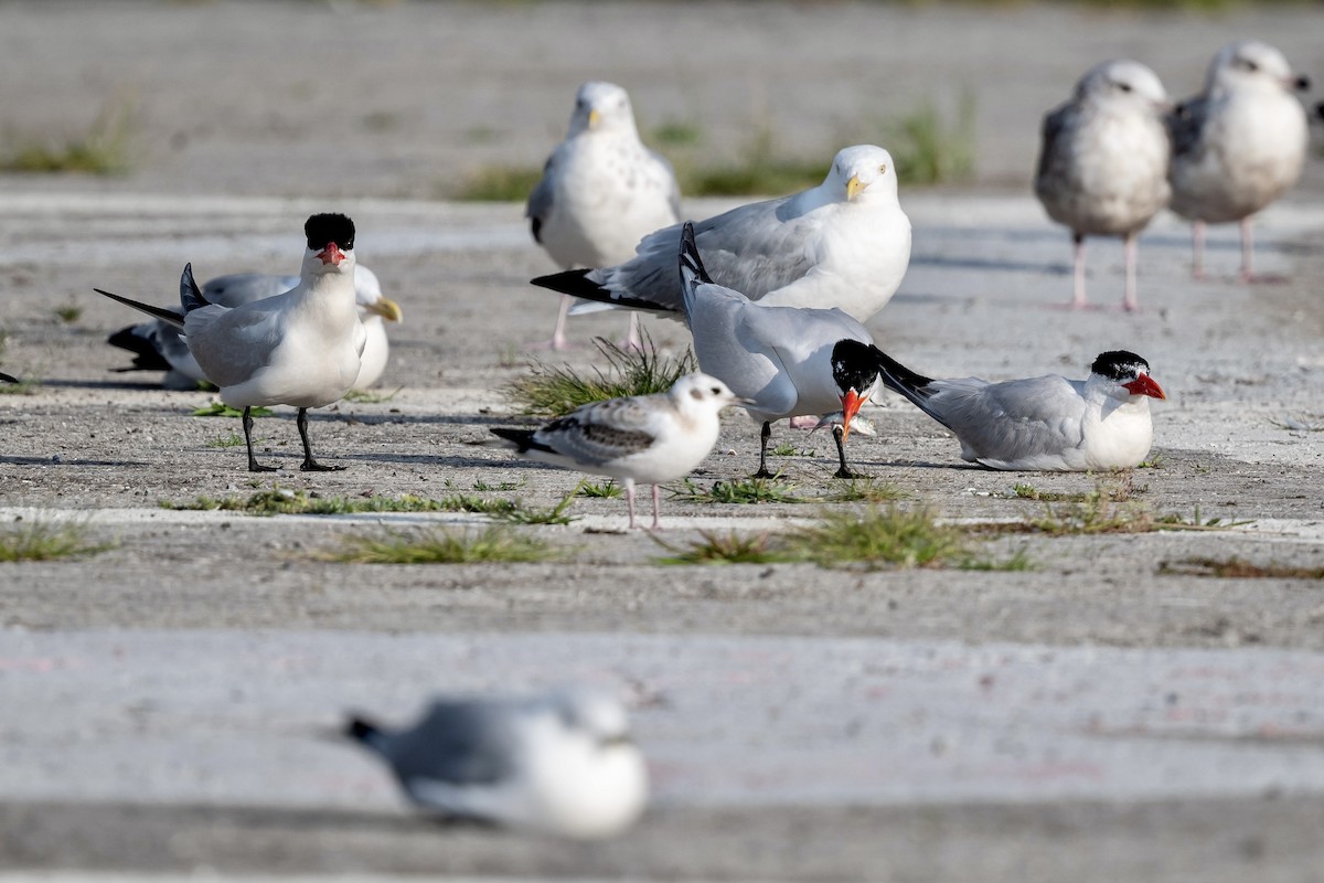 Caspian Tern - ML604722831