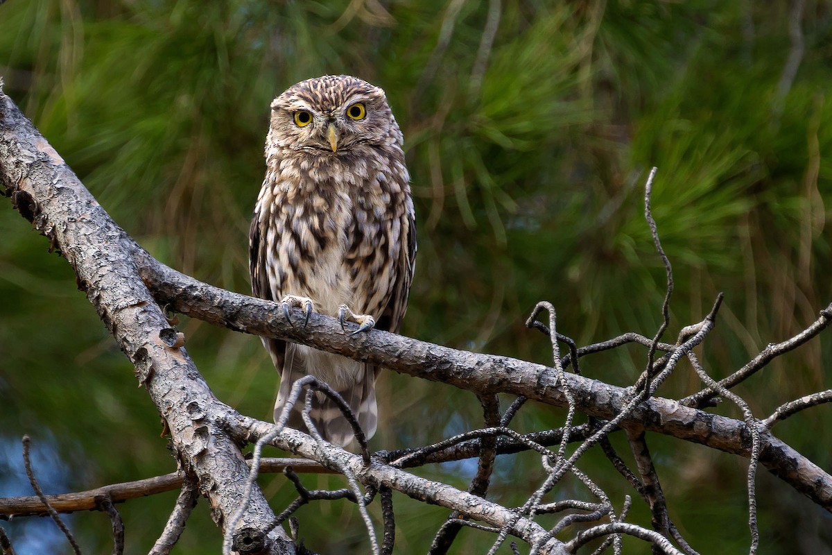 Little Owl - Fernando Callejón Lozano