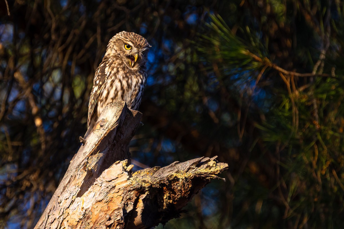 Little Owl - Fernando Callejón Lozano