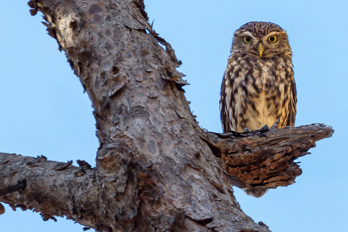 Little Owl - ML604723051