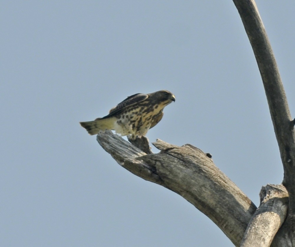 Broad-winged Hawk - ML604723481