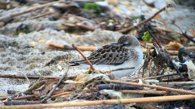 Semipalmated Sandpiper - ML604724071