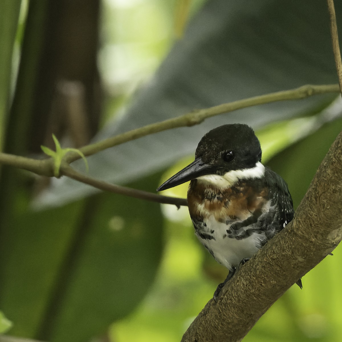 Green Kingfisher - ML604725141