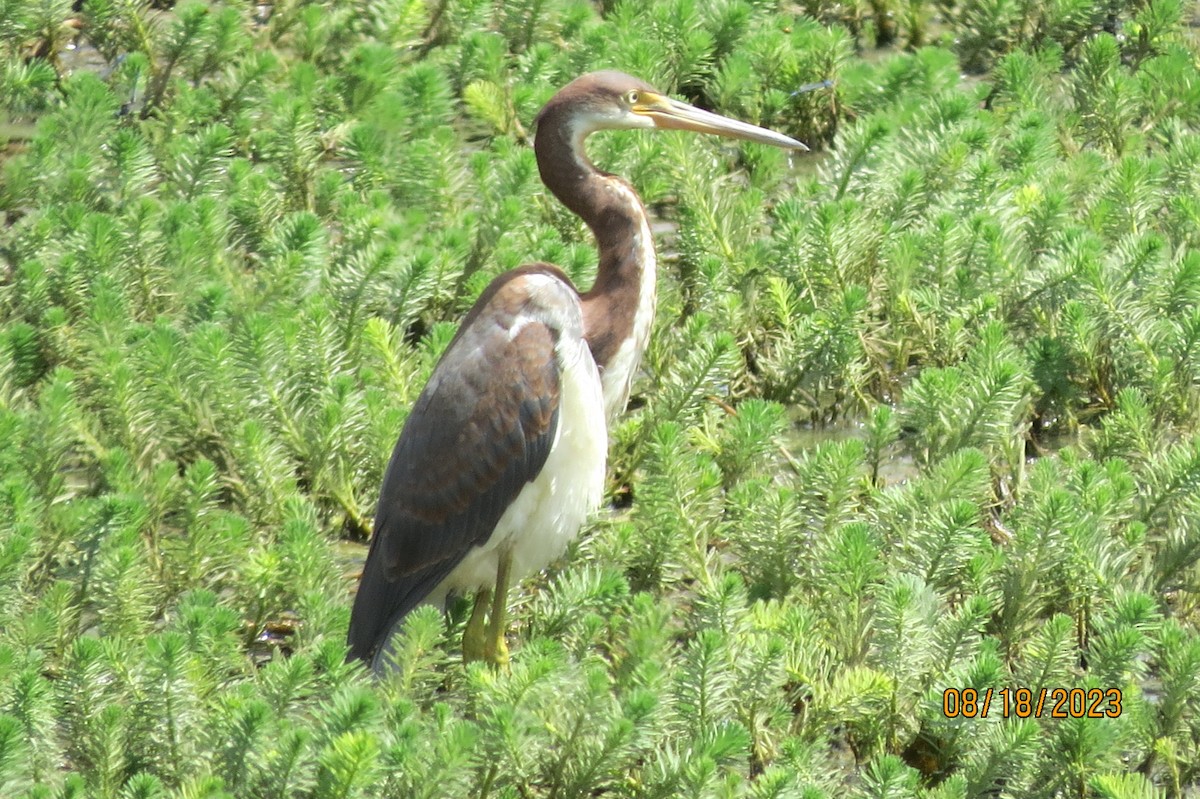 Tricolored Heron - ML604725361