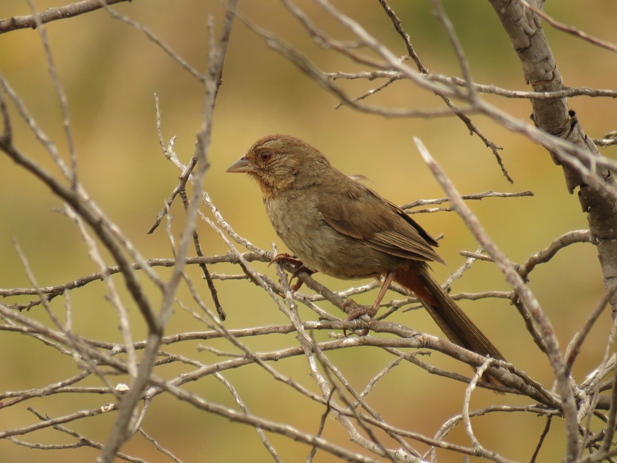 California Towhee - John van Dort
