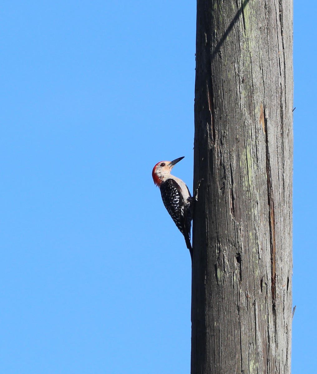 Red-bellied Woodpecker - ML604727021