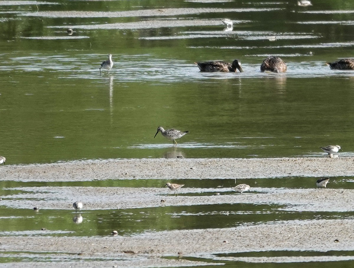 Stilt Sandpiper - ML604727311