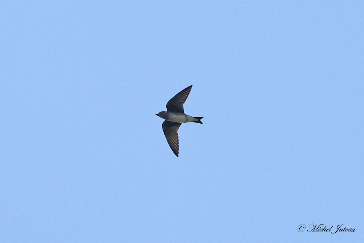 Golondrina Purpúrea - ML604728901