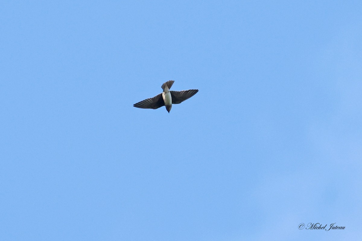 Golondrina Purpúrea - ML604728921