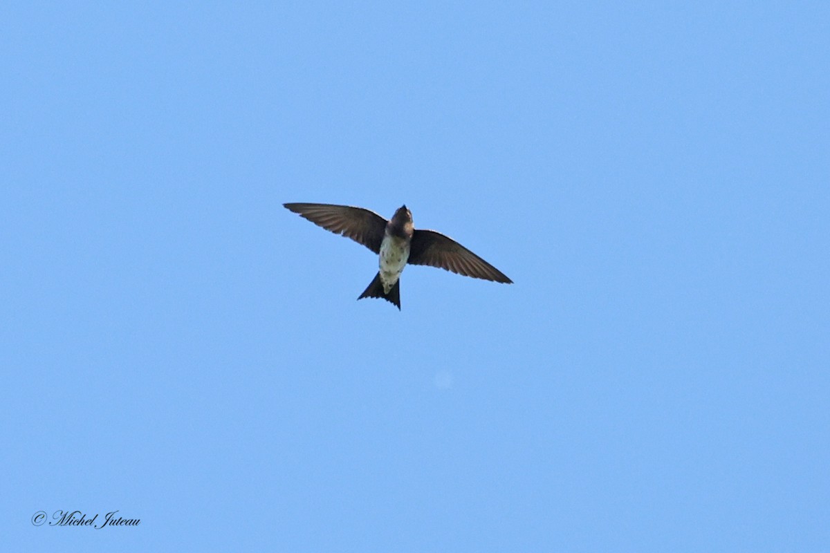 Purple Martin - Michel Juteau