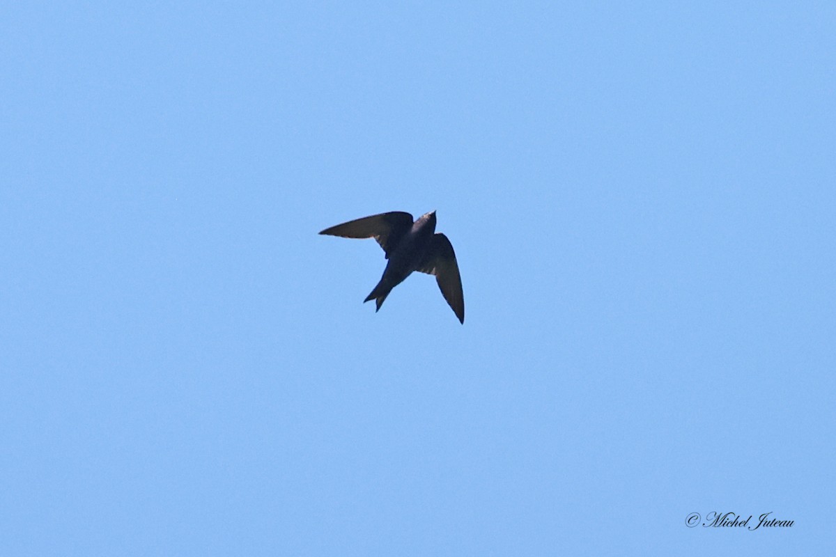 Purple Martin - ML604728941