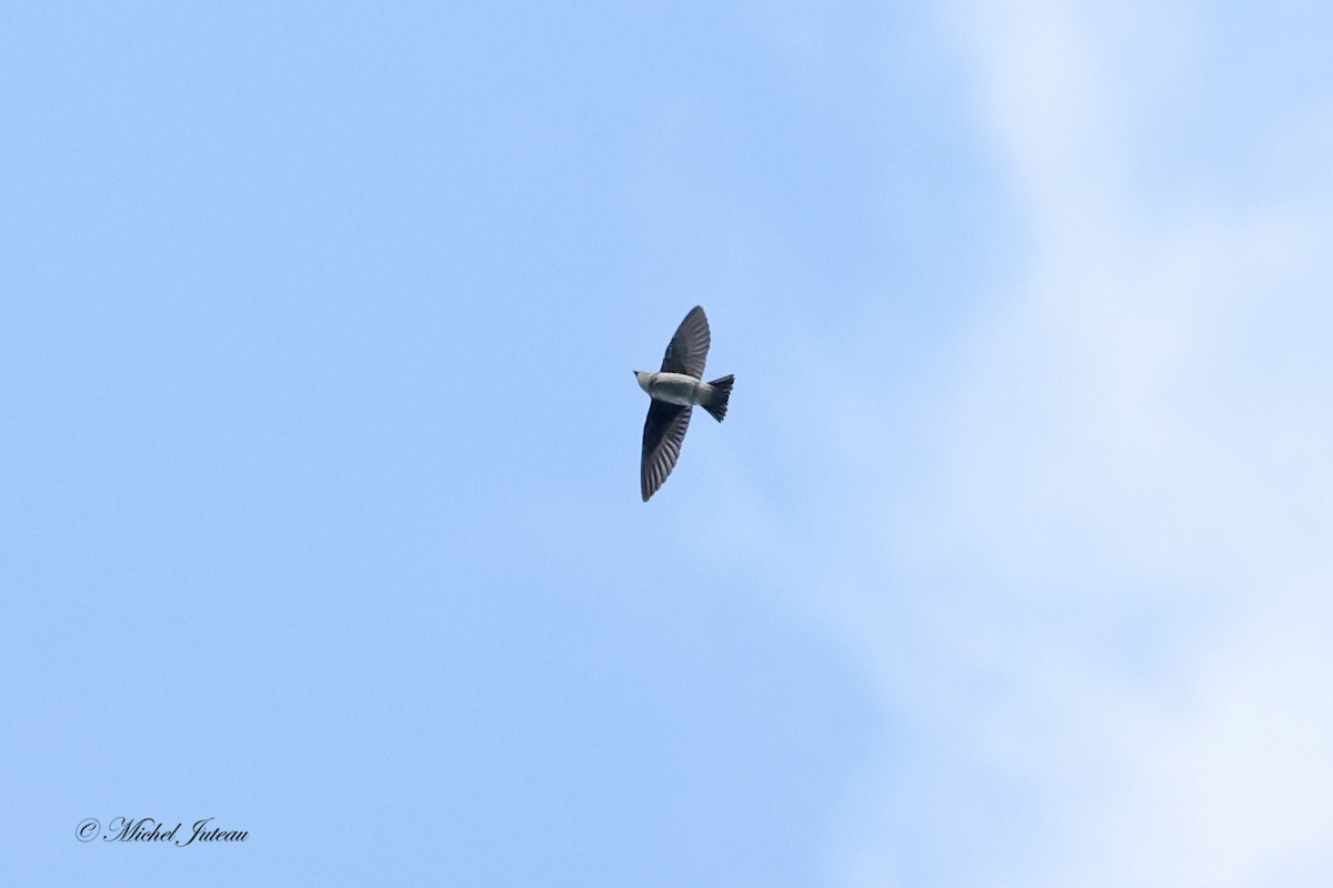 Golondrina Purpúrea - ML604728951