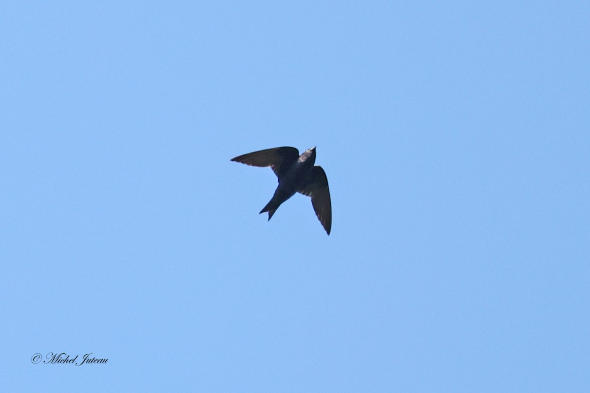 Golondrina Purpúrea - ML604728961