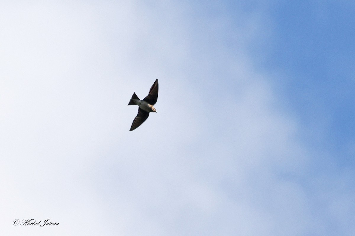 Purple Martin - ML604728971