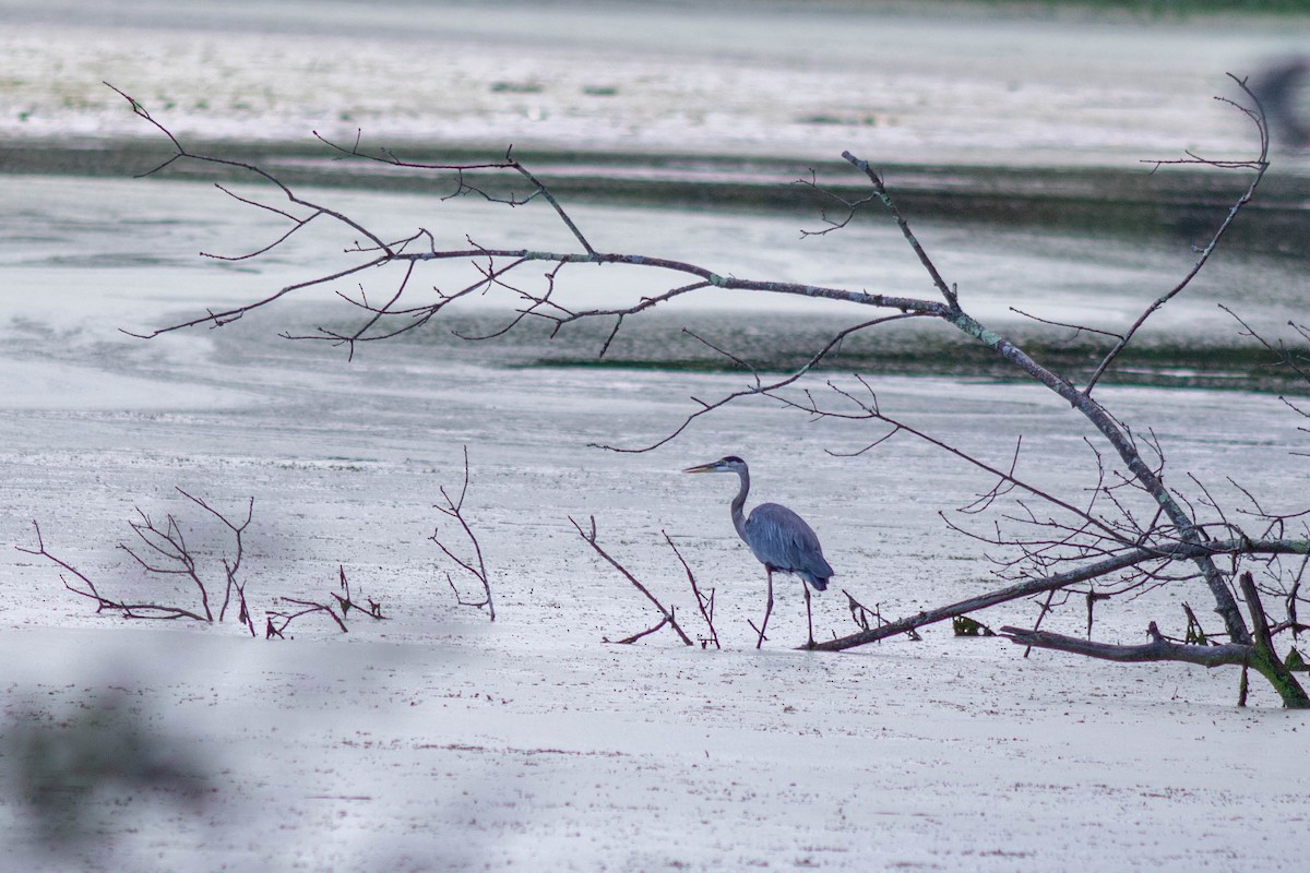 Great Blue Heron - ML604729551