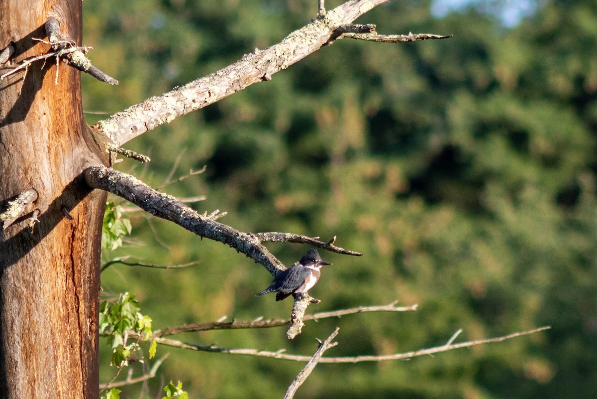 Belted Kingfisher - ML604729751
