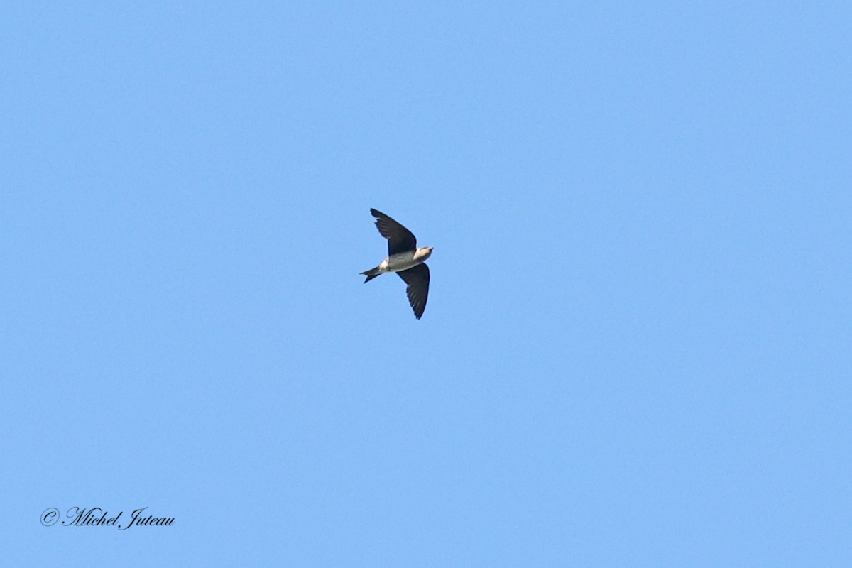 Golondrina Purpúrea - ML604729971