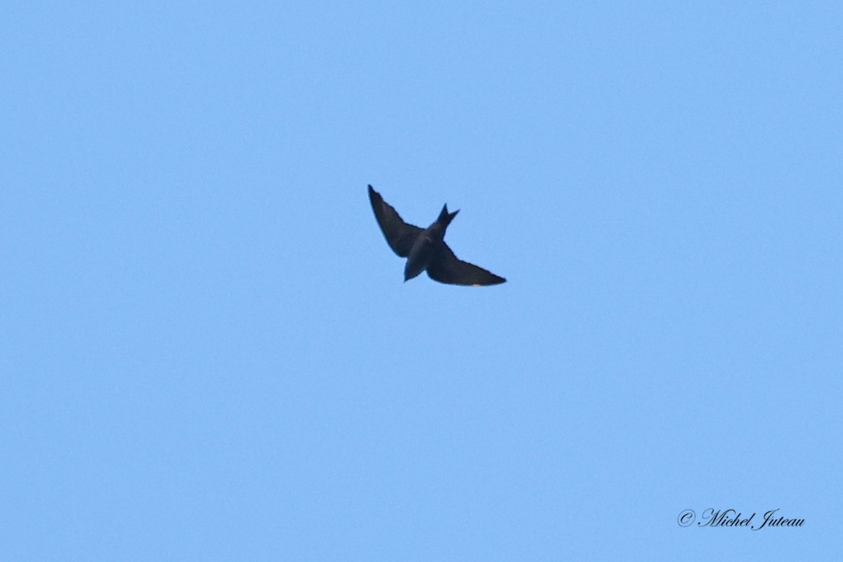 Golondrina Purpúrea - ML604729981