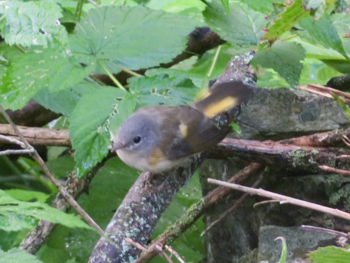 Rotschwanz-Waldsänger - ML604731301