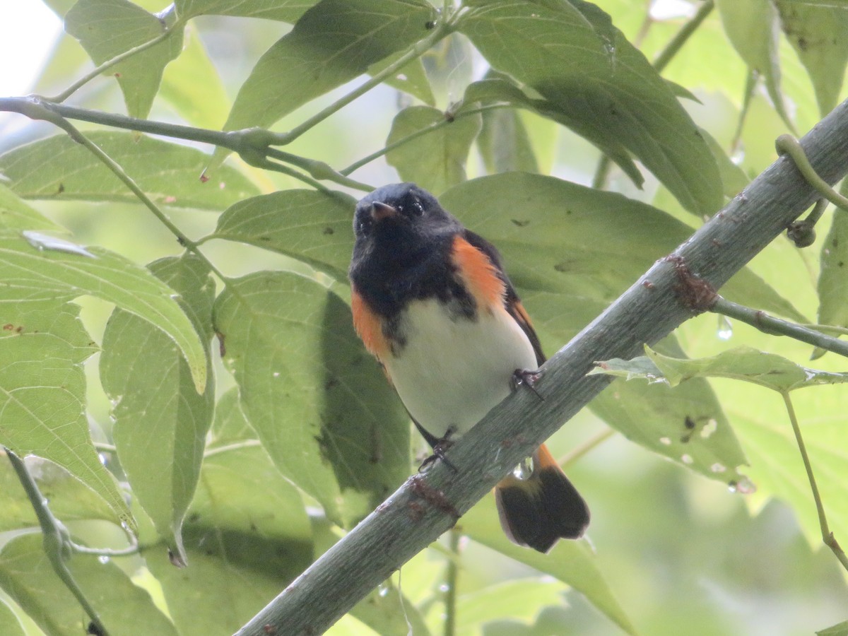 American Redstart - ML604731311