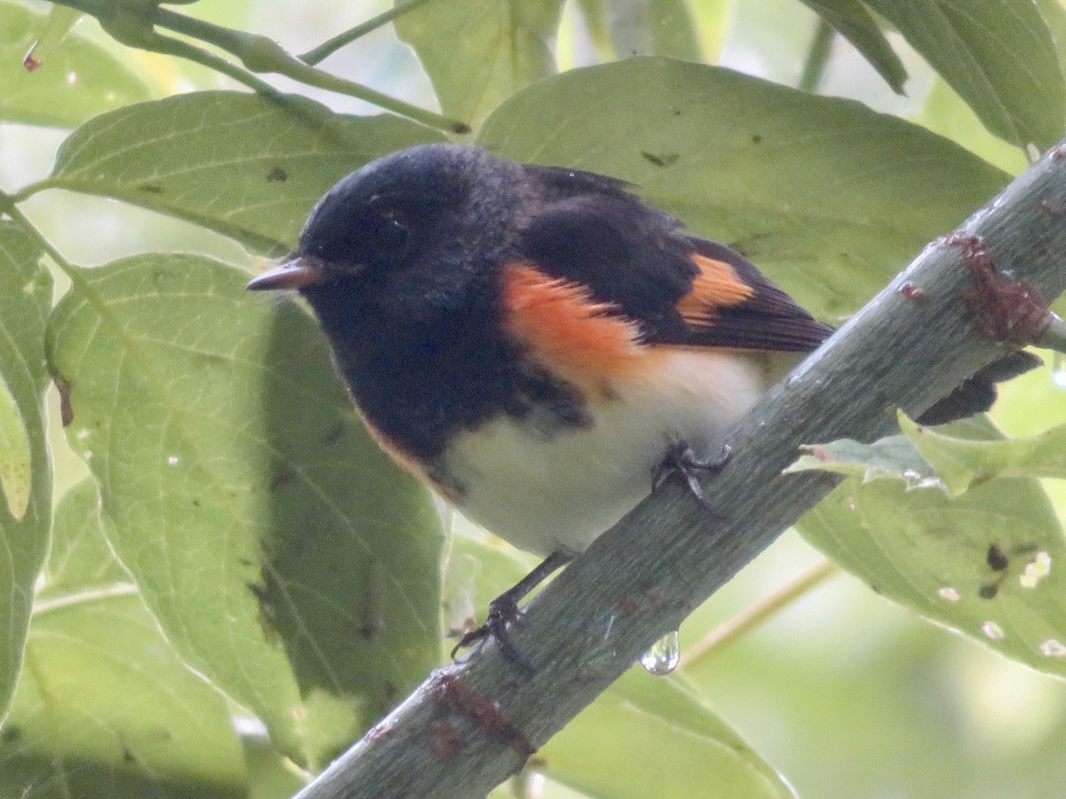 American Redstart - ML604731321