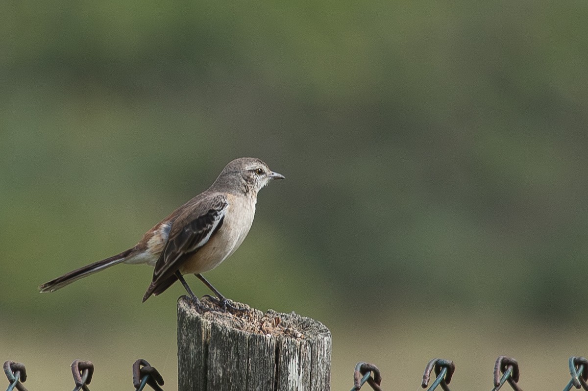 White-banded Mockingbird - ML604732161