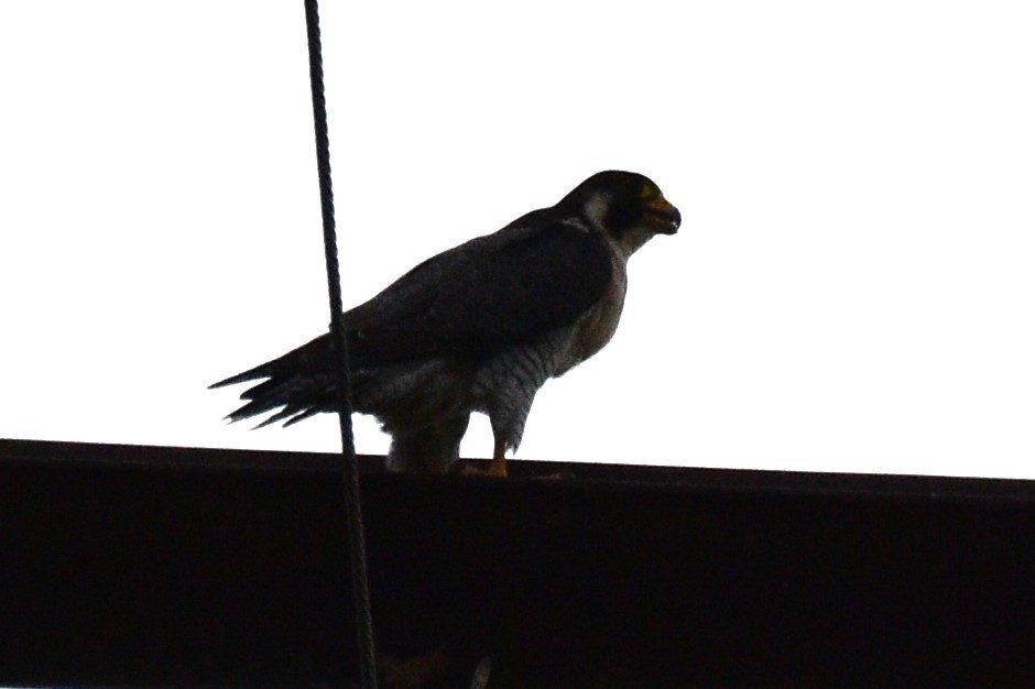 Peregrine Falcon - Bro Co.