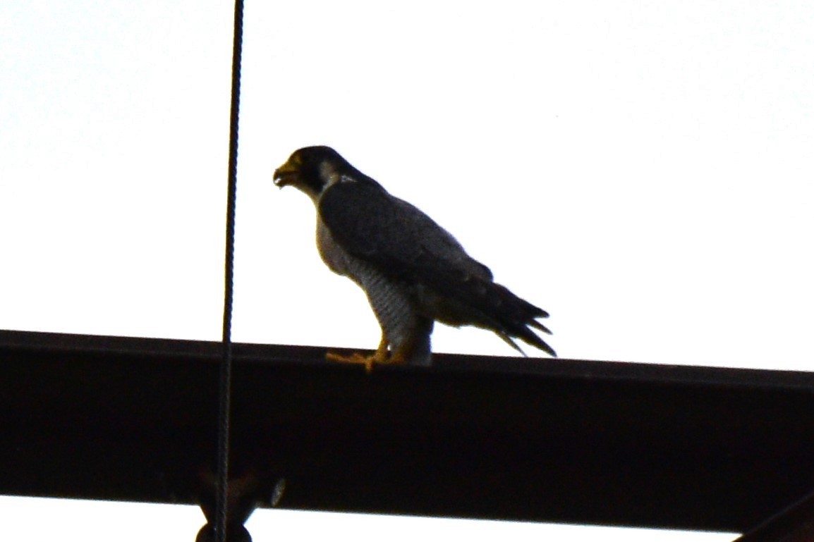 Peregrine Falcon - ML604732491