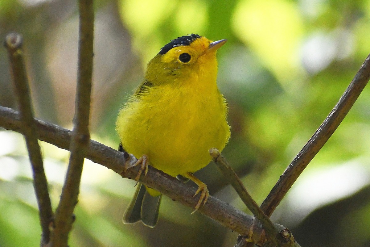 Wilson's Warbler - ML604734711