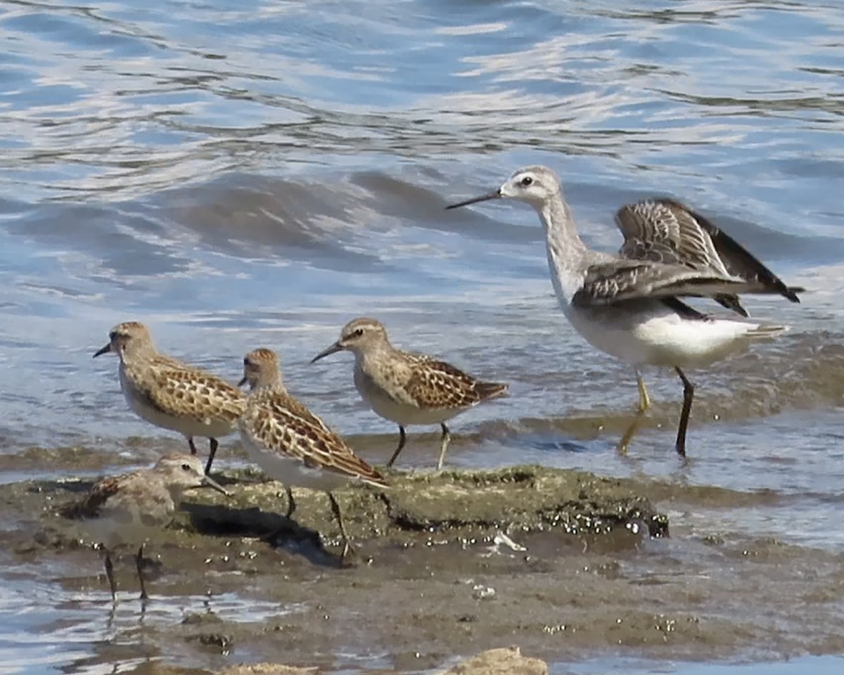 Wilson's Phalarope - ML604735031