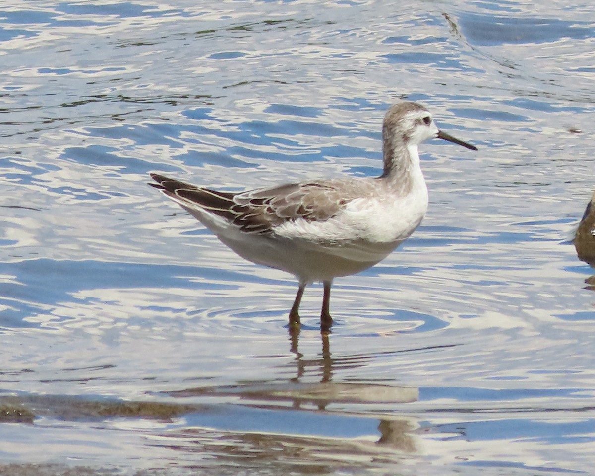 Wilson's Phalarope - ML604735421