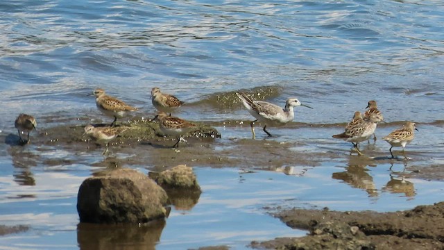 Wilson's Phalarope - ML604735701